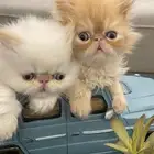 يوجد فندقة قطط وتزاوج مستويات توب أصول مستوردة