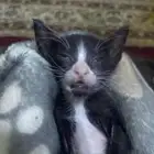 قطه تحتاج ام مرضعه