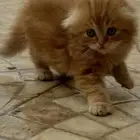 قطه للبيع