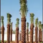 السلام عليكم ورحمة الله وبركاته يوجد الدينا نخل وشنطني وعربي