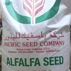 بذار برسيم امريكي