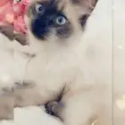 قط هملايا للتبني
