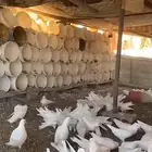 حمام فرنسي العدد حول 30