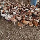 صوص دجاج بلدي فواتح اعمار شهرين