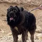 كلاب قوقازي