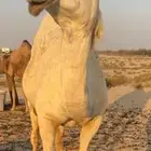 لقحة وضحى