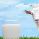 حليب و لبن ماعز