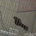 حسون طائفي مغرد حريقه