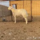 فحل حري صنف شرط