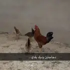 دجاج بلدي حضان شرط..