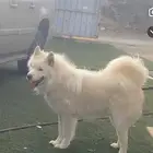 كلب مفقود في خميس مشيط