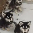 كلاب هاسكي للبيع عالسوم مطعمين ومعهم دفتر التطعيمات