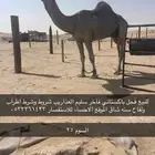 للبيع فحل باكستاني فاخر