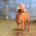 كلهاري تم البيع