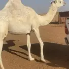 ناقه وضحا ضروبه سننها توها شاقه ع جميع شروط