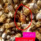 نحل مرزوم مصرى بخصم 10