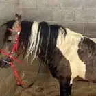 حصان بواني