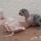 فروخ روز غر