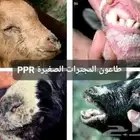 طبيب بيطري حديث التخرج