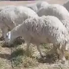 شياة حري حيل سمان وجبرات ل المناسبات والزواجات