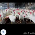 لدي دراسة جدوى لمشروع دجاج لاحم