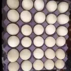 بيض بط بكيني