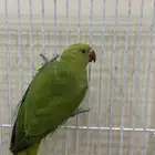 ببغاء الدره