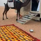 رحول ابل مجهم