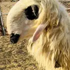 فحل موندرا مكحل