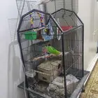 PARROTS Cockatiel (pair)   Budgie (pair) With Cage