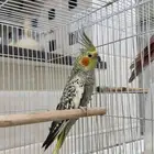 كروان أنثى على السوم