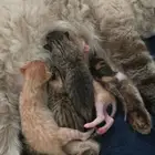 قطط للتبني