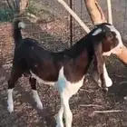 تيس هولندي للبيع