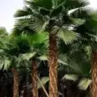نخل واشنطني