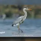 زرقي صيد شبك حي للبيع الموقع ينبع