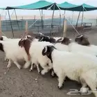 للبيع خرفان نعيم جذعان فاااخره