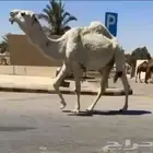 قعود ثني على رمان المهيلب