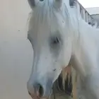 مطلوب توصيل خيل لسكاكا