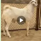 تيس ابرص فحل