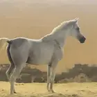خيل