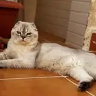 سكوتش فولد للتزاوج