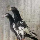 تم البيع جوز بغلا تيدي أساس