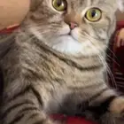 سكوتش فولد للبيع