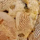 عسل النحل البري من تهامة عسير .النحل الشجري الخقو الموسم