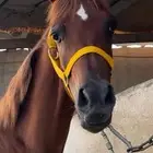 مهره شعبيه فاخره