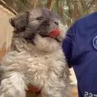 كلب مالتيز جرو كيوت