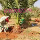 بيع نخل مثمر نخيل نقايل جثايث اخلاص سكري برحي صقعي شيشي واشن