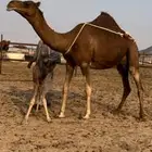 خلفه ساحليه حمراء توت (تم البيع)