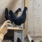 للبيع دجاج كويتي عربي دم صافي