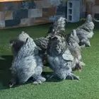 دجاج براهما دم صافي شرط